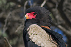 bateleur portrait