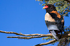 bateleur