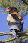 bateleur