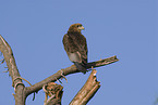 young bateleur