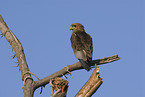 young bateleur