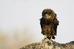 bateleur