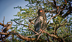 bateleur