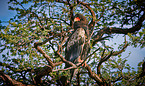 bateleur