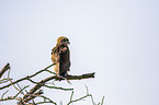sitting Bateleur Eagle
