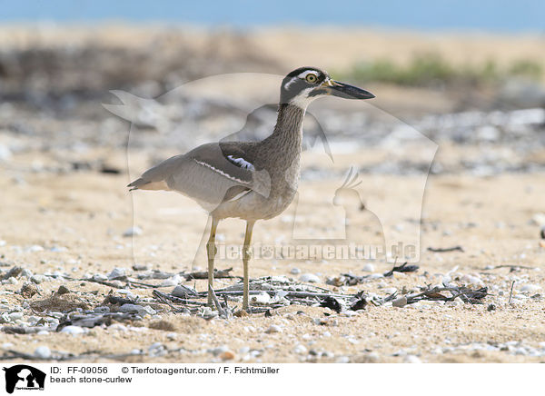 beach stone-curlew / FF-09056