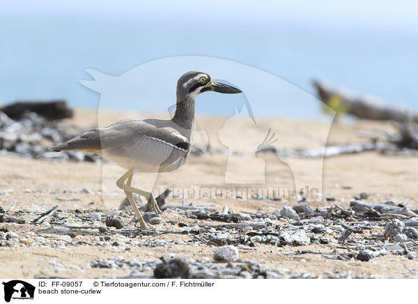 beach stone-curlew / FF-09057