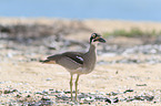 beach stone-curlew