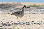 beach stone-curlew