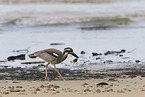beach stone-curlew