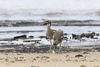 beach stone-curlew