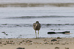 beach stone-curlew
