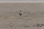 beach stone-curlew