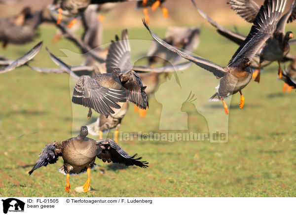 bean geese / FL-01505