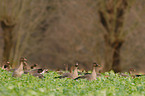 bean geese