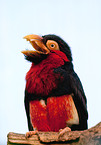 bearded barbet