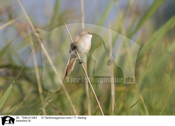 Bartmeise / bearded tit / THA-01364