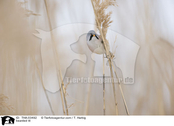 Bartmeise / bearded tit / THA-03492