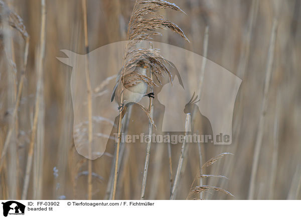 bearded tit / FF-03902