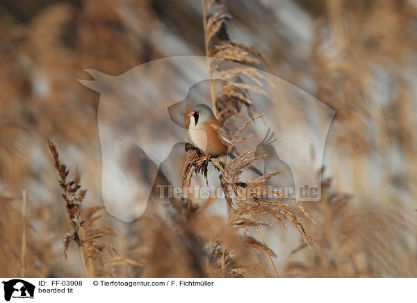 bearded tit / FF-03908