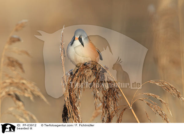 Bartmeise / bearded tit / FF-03912