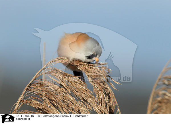 Bartmeise / bearded tit / FF-03916