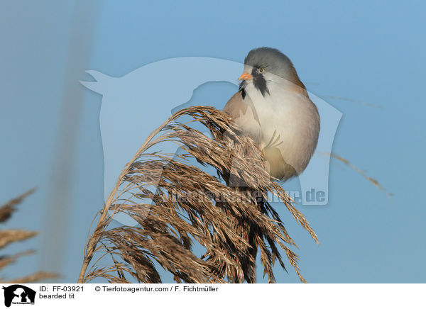 bearded tit / FF-03921