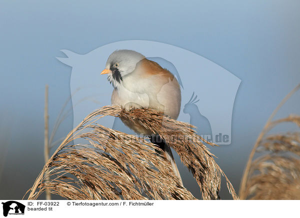 Bartmeise / bearded tit / FF-03922