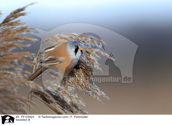 Bartmeise / bearded tit / FF-03924