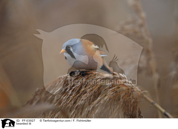 bearded tit / FF-03927