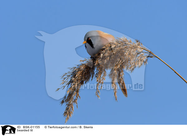 bearded tit / BSK-01155