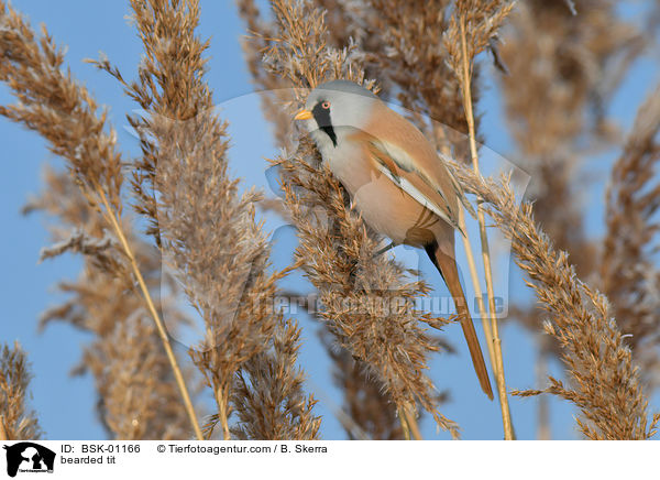 Bartmeise / bearded tit / BSK-01166