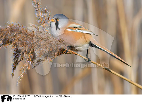 Bartmeise / bearded tit / BSK-01170