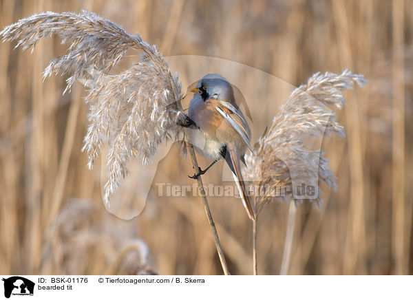 bearded tit / BSK-01176