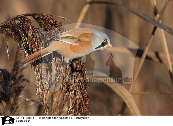 Bartmeise / bearded tit / FF-05515