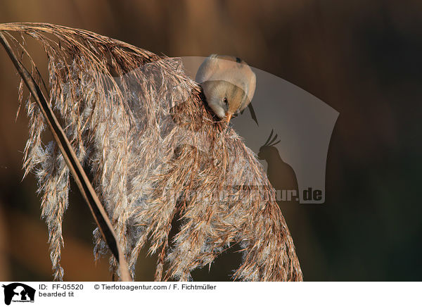 Bartmeise / bearded tit / FF-05520