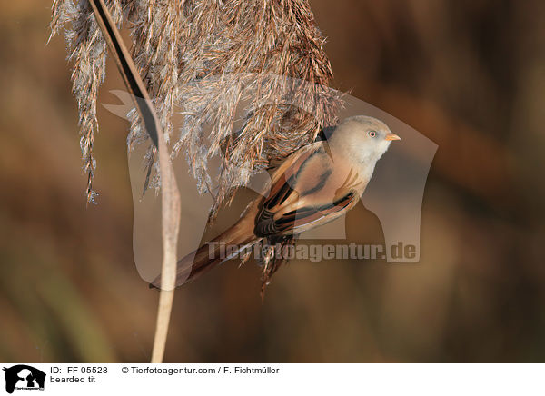 Bartmeise / bearded tit / FF-05528