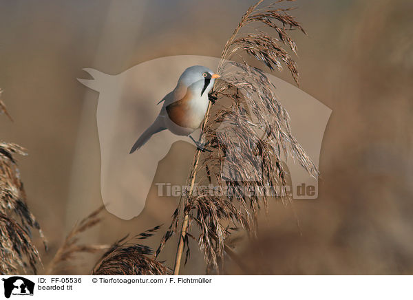 Bartmeise / bearded tit / FF-05536