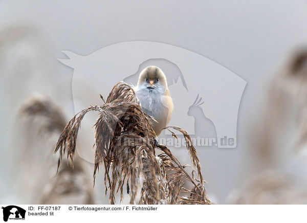 bearded tit / FF-07187