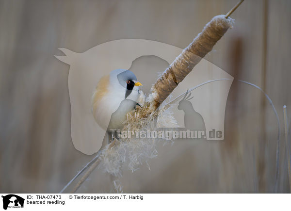 Bartmeise / bearded reedling / THA-07473