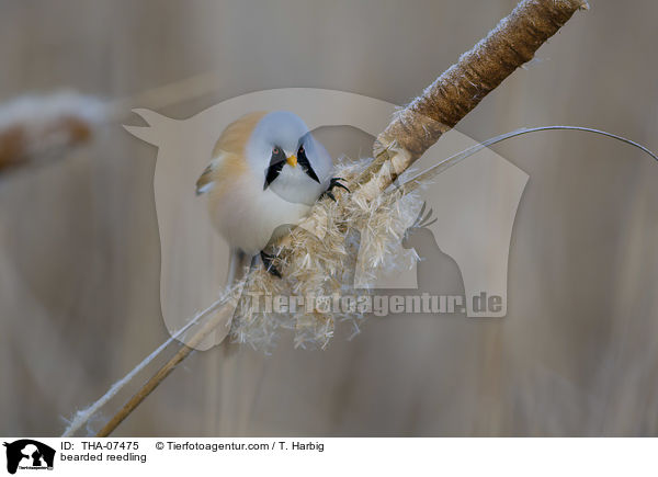 Bartmeise / bearded reedling / THA-07475