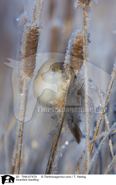 Bartmeise / bearded reedling / THA-07479