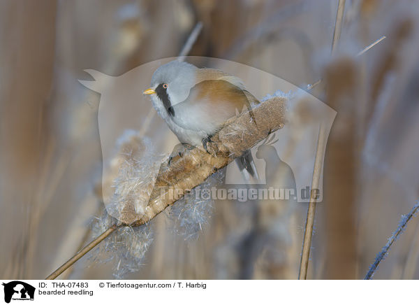 Bartmeise / bearded reedling / THA-07483