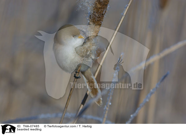 Bartmeise / bearded reedling / THA-07485