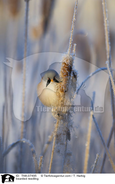 Bartmeise / bearded reedling / THA-07495