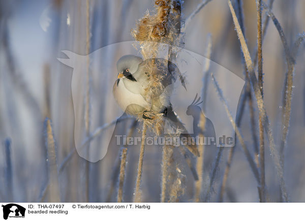 Bartmeise / bearded reedling / THA-07497