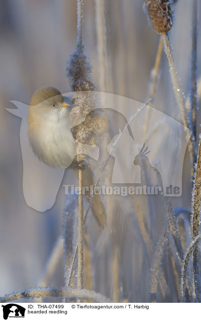 Bartmeise / bearded reedling / THA-07499