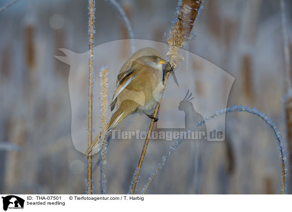 Bartmeise / bearded reedling / THA-07501