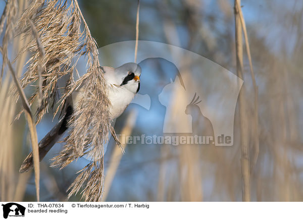 Bartmeise / bearded reedling / THA-07634