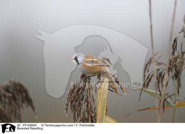 Bartmeise / Bearded Reedling / FF-09894